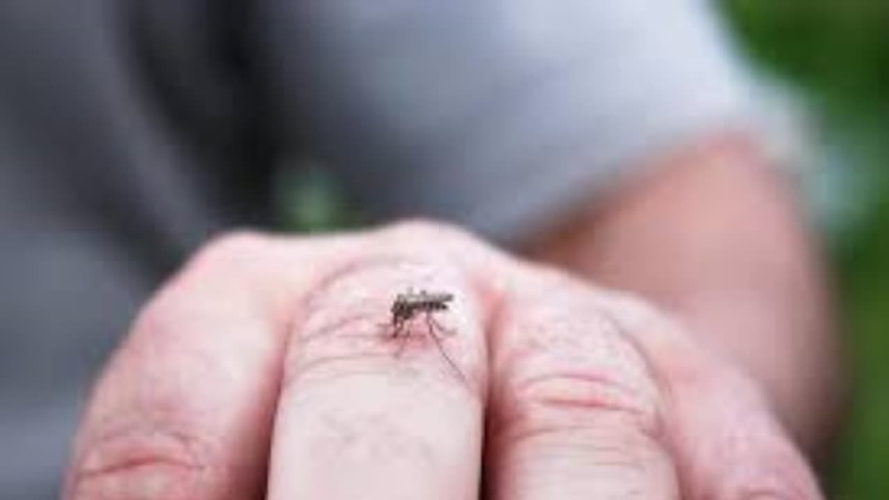 குன்னுாரில் டெங்கு காய்ச்சலால் ஆறு பேர் பாதிப்பு; அரசு மற்றும் தனியார் மருத்துவமனையில் தீவிர சிகிச்சை… குன்னுாரில் டெங்கு காய்ச்சலால் ஆறு பேர் பாதிப்பு; அரசு மற்றும் தனியார் மருத்துவமனையில் தீவிர சிகிச்சை…