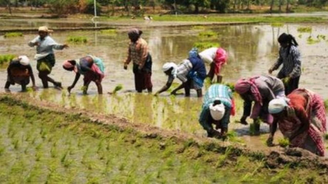 ಪಾಂಡವಪುರ: ಹದಗೆಟ್ಟರಸ್ತೆಯಲ್ಲಿ ಗ್ರಾಮಸ್ಥರಿಂದ ಭತ್ತ ನಾಟಿ