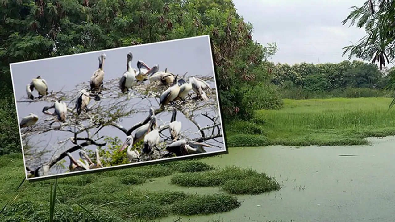 Climate change brings endangered birds to Kerala Climate change brings endangered birds to Kerala