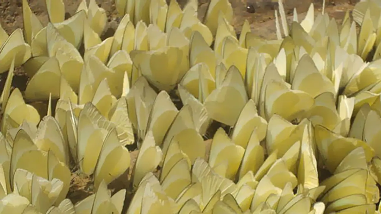 Climate change blues: Butterflies from Coorg cancel annual trip to Kerala! Climate change blues: Butterflies from Coorg cancel annual trip to Kerala!