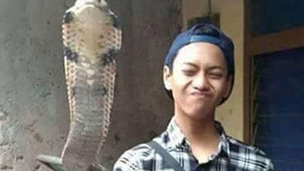 വളര്ത്തിയ രാജവെമ്പാലയുടെ കടിയേറ്റ് 14 കാരന് ദാരുണാന്ത്യം വളര്ത്തിയ രാജവെമ്പാലയുടെ കടിയേറ്റ് 14 കാരന് ദാരുണാന്ത്യം