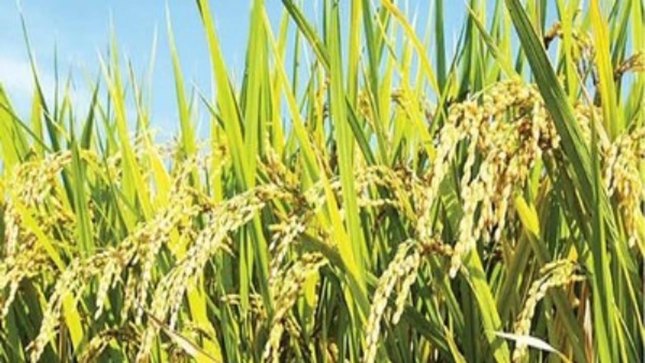 நெற்பயிரை தாக்கும் சிலந்தியை இப்படிதான் கட்டுப்படுத்தணும். இல்லென்னா சேதம் பெருசா இருக்கும்... நெற்பயிரை தாக்கும் சிலந்தியை இப்படிதான் கட்டுப்படுத்தணும். இல்லென்னா சேதம் பெருசா இருக்கும்...