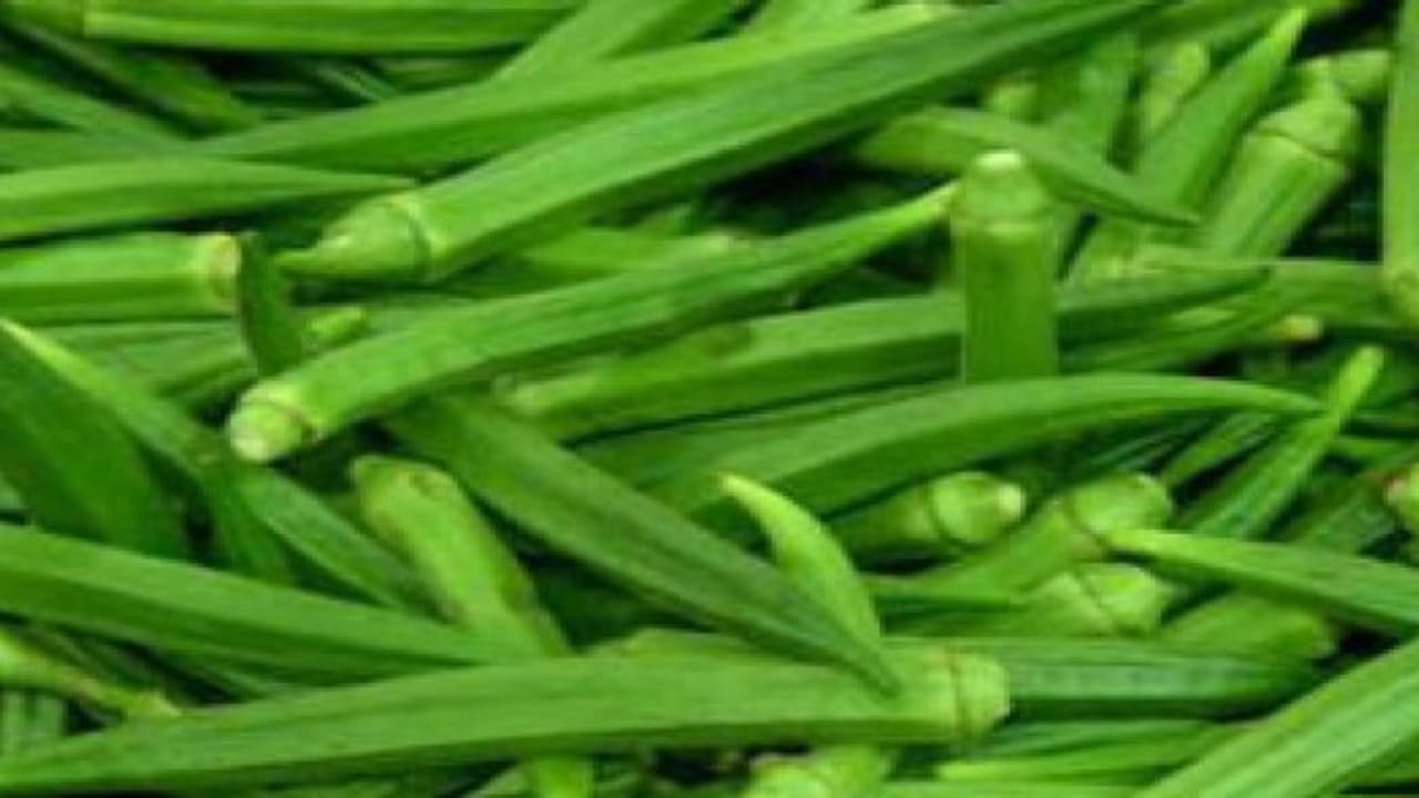 நாட்டு வெண்டை சாகுபடியில் லாபம் மட்டும் 75 ஆயிரம் ரூபாய்… நாட்டு வெண்டை சாகுபடியில் லாபம் மட்டும் 75 ஆயிரம் ரூபாய்…