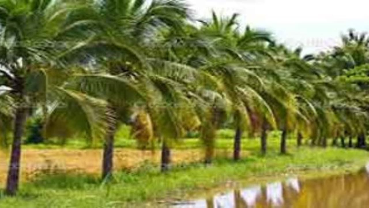 வெளுத்து வாங்கும் கோடைக் காலத்தை தென்னந்தோப்பை பராமரிக்க சில வழிகள்… வெளுத்து வாங்கும் கோடைக் காலத்தை தென்னந்தோப்பை பராமரிக்க சில வழிகள்…