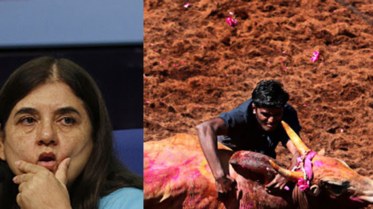 Has BJP asked Maneka Gandhi to be silent on Jallikattu? Has BJP asked Maneka Gandhi to be silent on Jallikattu?