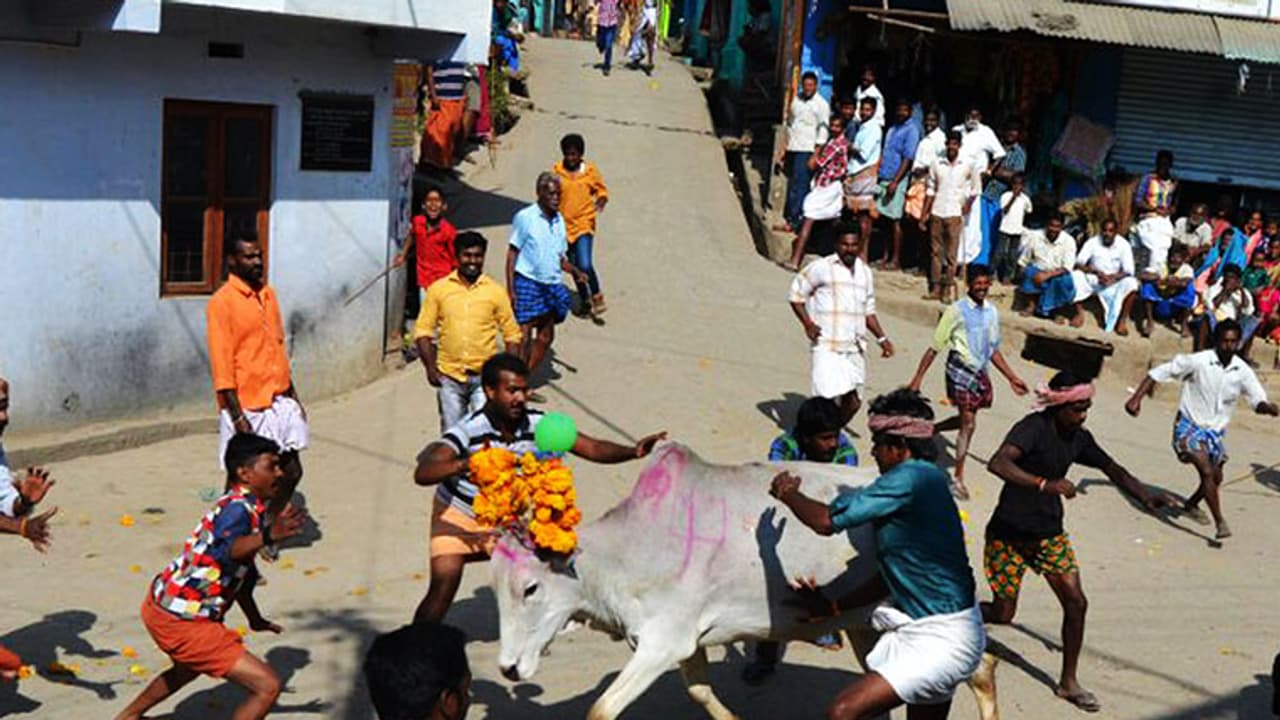 കാര്ഷിക സമൃദ്ധിയുടെ സന്തോഷം പകര്ന്ന് വട്ടവടയില് ജെല്ലികെട്ട് കാര്ഷിക സമൃദ്ധിയുടെ സന്തോഷം പകര്ന്ന് വട്ടവടയില് ജെല്ലികെട്ട്