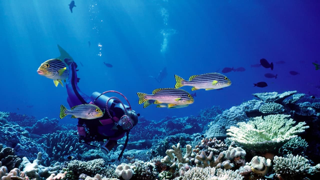 കടലിനടിയിൽ നീന്തുന്നതിനിടെ മാലിന്യങ്ങൾക്കിടയിൽ മാർക്ക് ചെയ്ത പൊതികൾ, മുങ്ങൽ വിദഗ്ധർ കണ്ടെത്തിയത് കൊക്കെയ്ൻ 