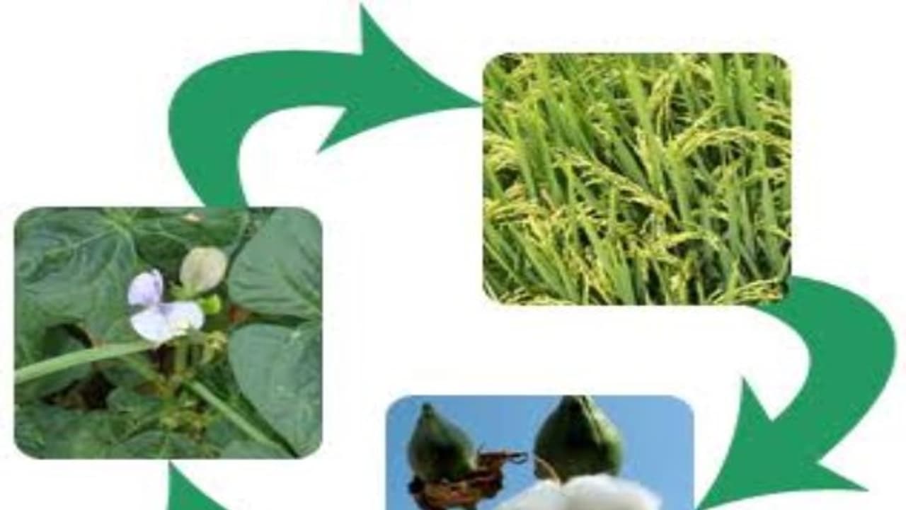 இரு விதையிலைத் தவார சாகுபடிக்குப் பிறகு எவற்றை பயிரிடலாம்? இதை படிங்க தெரியும்… இரு விதையிலைத் தவார சாகுபடிக்குப் பிறகு எவற்றை பயிரிடலாம்? இதை படிங்க தெரியும்…