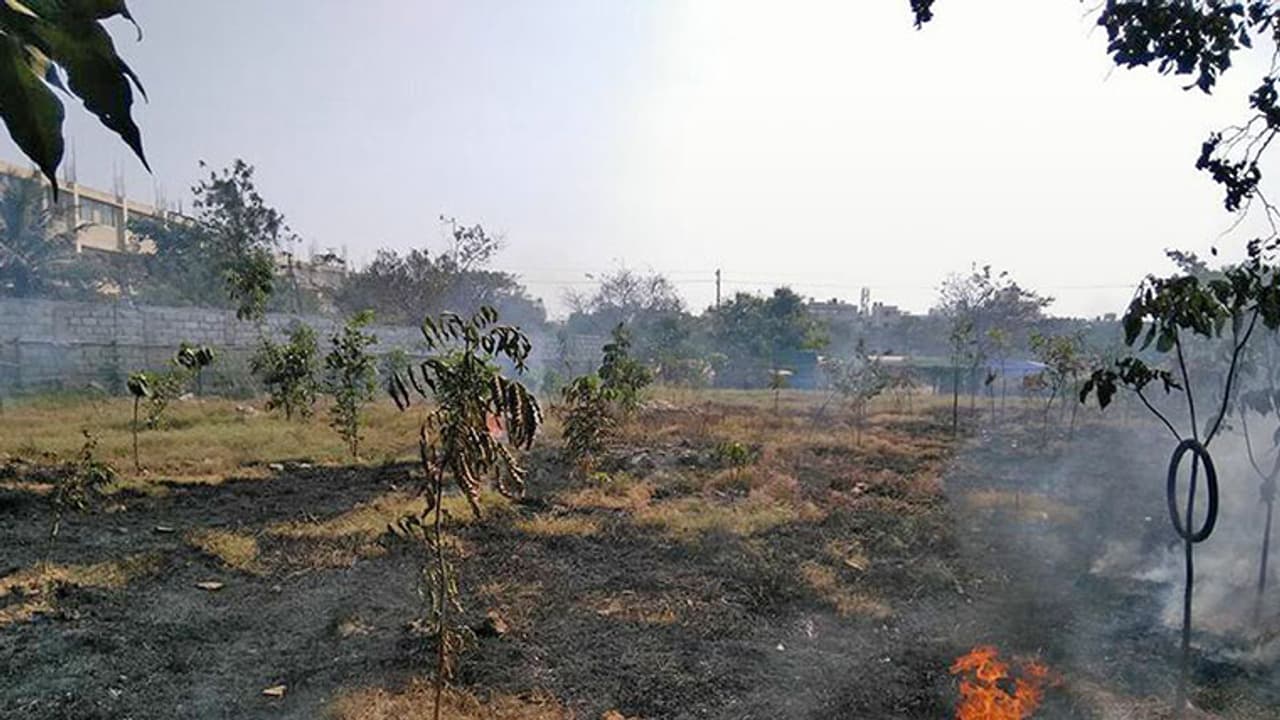 Bengaluru's 'mini forest' goes up in flames Bengaluru's 'mini forest' goes up in flames