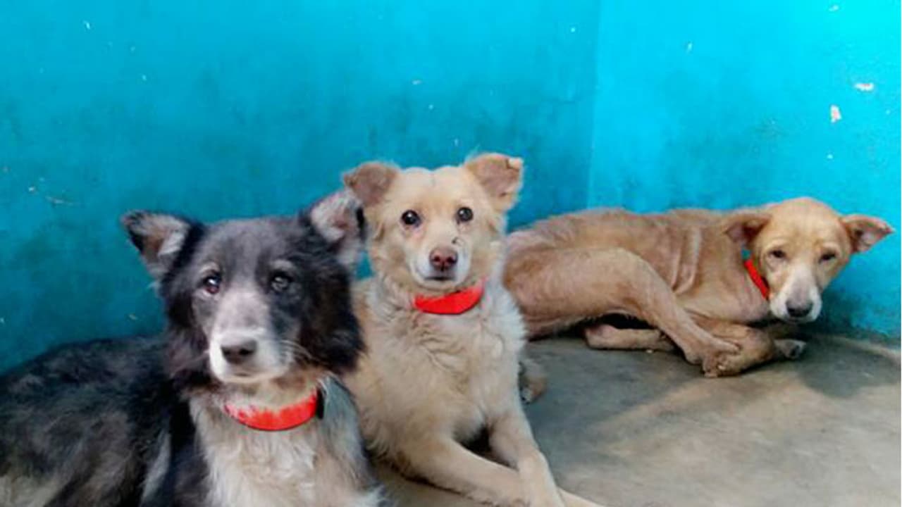 Kerala teacher secures pass from police to feed street dogs Kerala teacher secures pass from police to feed street dogs