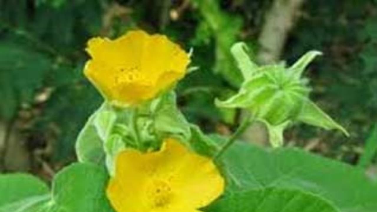 துத்திக் கீரையில் பொதிந்து கிடங்கும் மருத்துவச் சிறப்புகளை தெரிஞ்சுக்குங்க… துத்திக் கீரையில் பொதிந்து கிடங்கும் மருத்துவச் சிறப்புகளை தெரிஞ்சுக்குங்க…