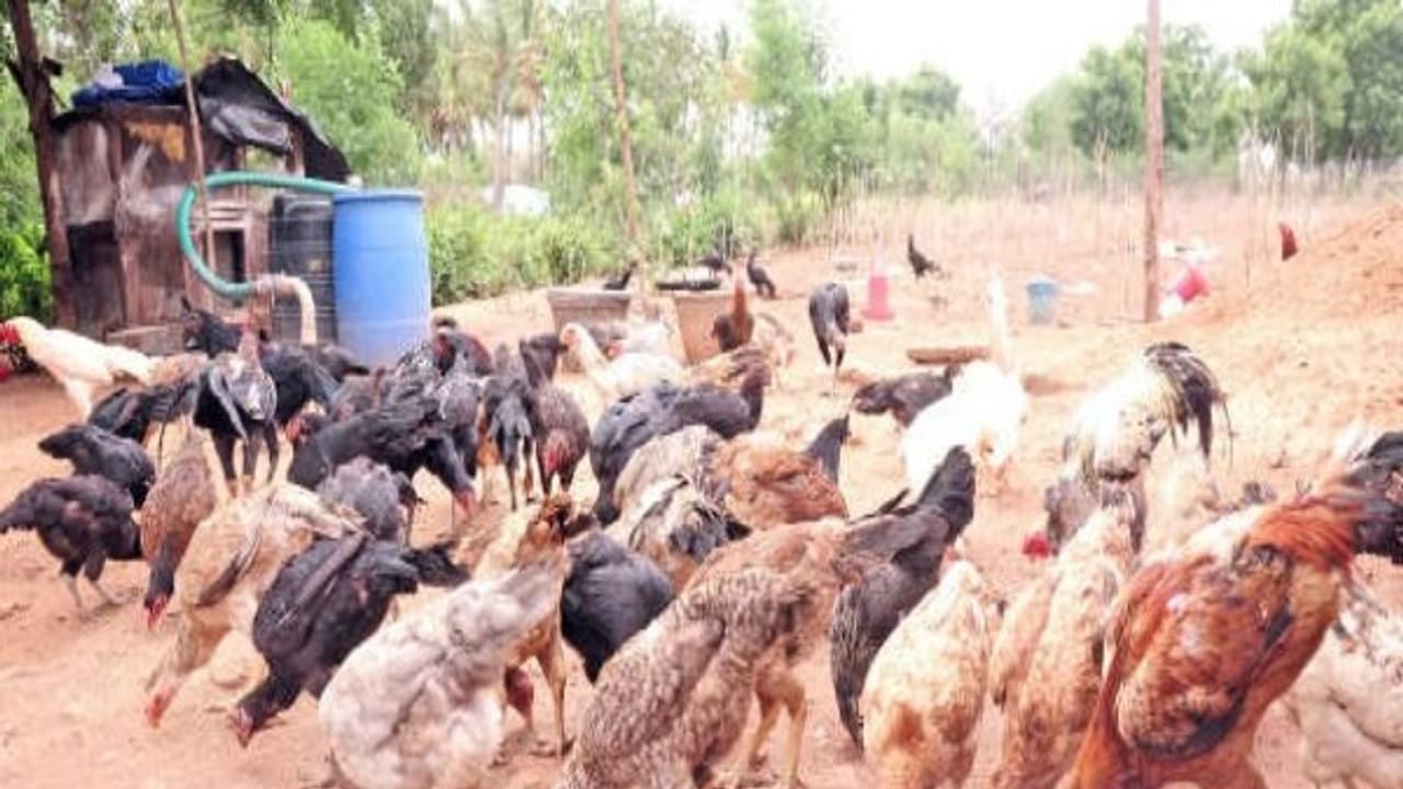 நாட்டுக் கோழி தீவனமான கரையான் செயலாற்றும் முறை ஒரு பார்வை... நாட்டுக் கோழி தீவனமான கரையான் செயலாற்றும் முறை ஒரு பார்வை...