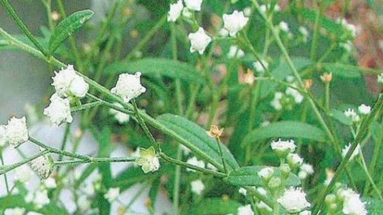 பார்த்தீனியத்தை உரமாக பயன்படுத்த இப்படி ஒரு வழி இருக்குங்க... பார்த்தீனியத்தை உரமாக பயன்படுத்த இப்படி ஒரு வழி இருக்குங்க...