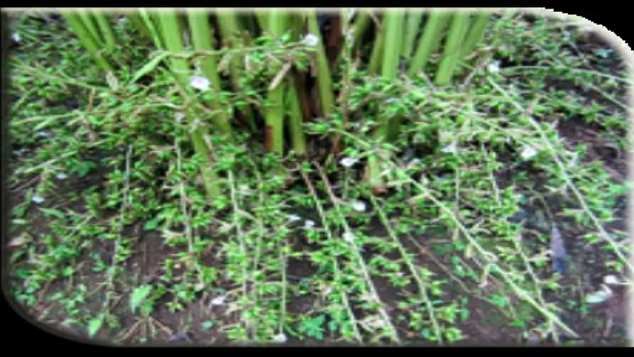 இயற்கை வழி ஏலக்காய் விளைச்சல் செய்வது எப்படி? இயற்கை வழி ஏலக்காய் விளைச்சல் செய்வது எப்படி?