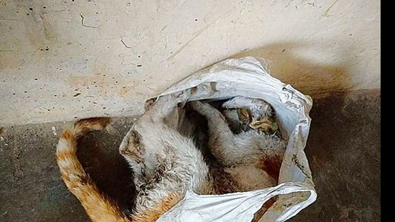 Naga police officers cooked cats, dogs and langurs in their rooms Naga police officers cooked cats, dogs and langurs in their rooms