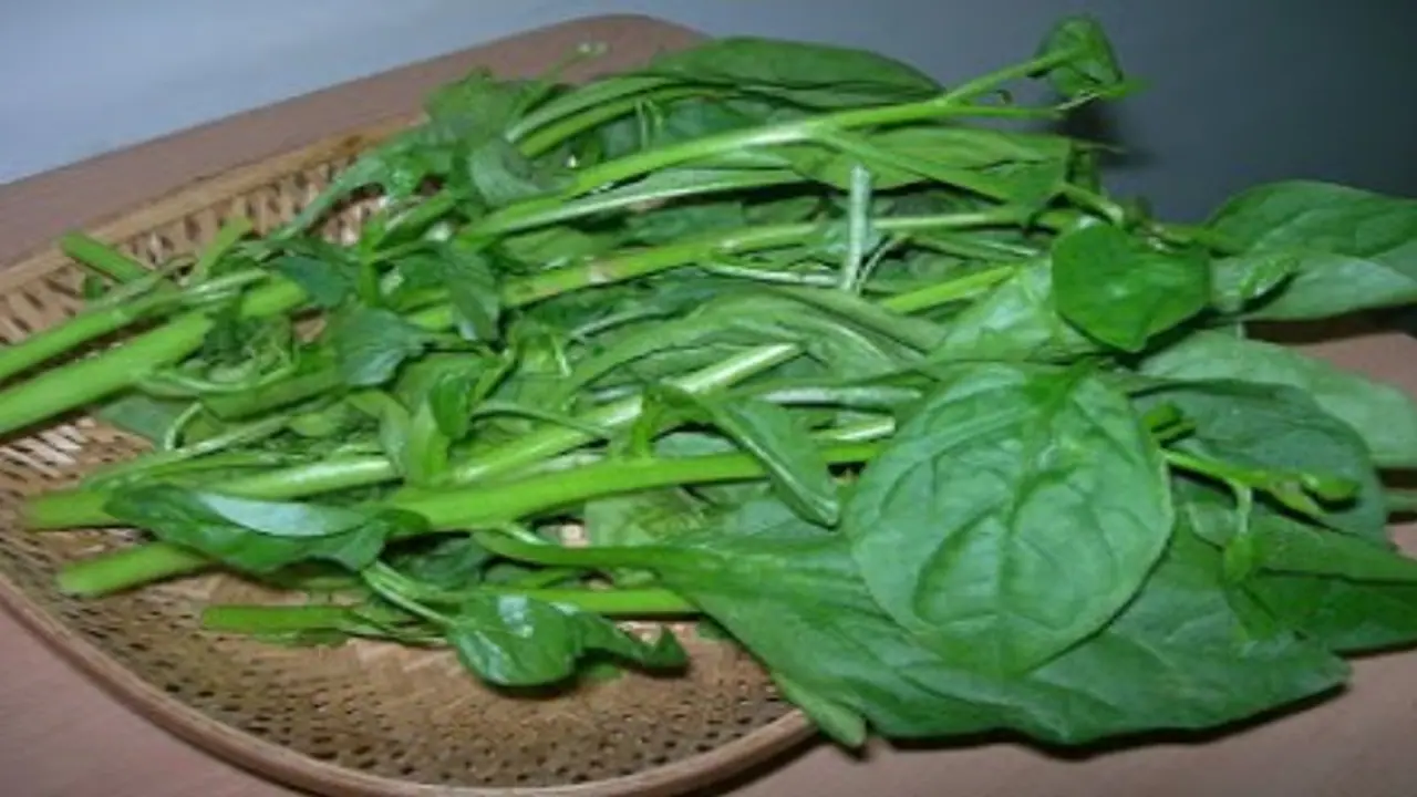 அகத்திக் கீரையில் அடங்கியுள்ள சத்துகள் மற்றும் மருத்துவ பலன்கள்… அகத்திக் கீரையில் அடங்கியுள்ள சத்துகள் மற்றும் மருத்துவ பலன்கள்…