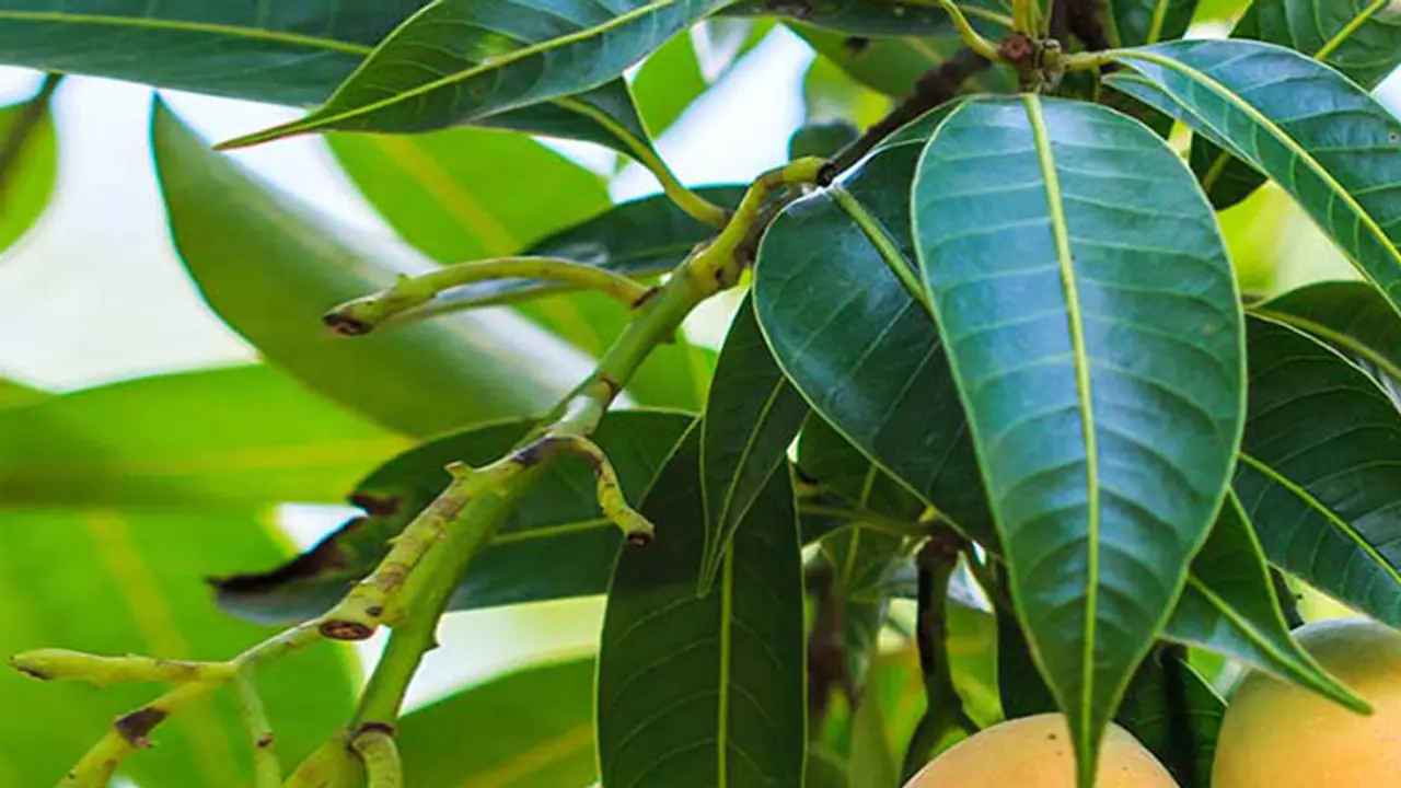 ಮಾವು ಬೆಳೆಯನ್ನು ಕೀಟಗಳಿಂದ ರಕ್ಷಿಸಲು ಹೀಗೆ ಮಾಡಿ..! ಮಾವು ಬೆಳೆಯನ್ನು ಕೀಟಗಳಿಂದ ರಕ್ಷಿಸಲು ಹೀಗೆ ಮಾಡಿ..!