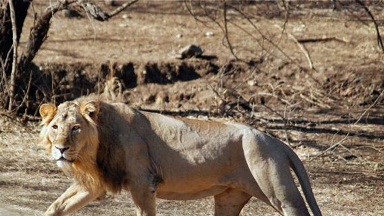 കുഞ്ഞിനോട് സിംഹം കാണിക്കുന്ന സ്നേഹം വൈറലാകുന്നു കുഞ്ഞിനോട് സിംഹം കാണിക്കുന്ന സ്നേഹം വൈറലാകുന്നു