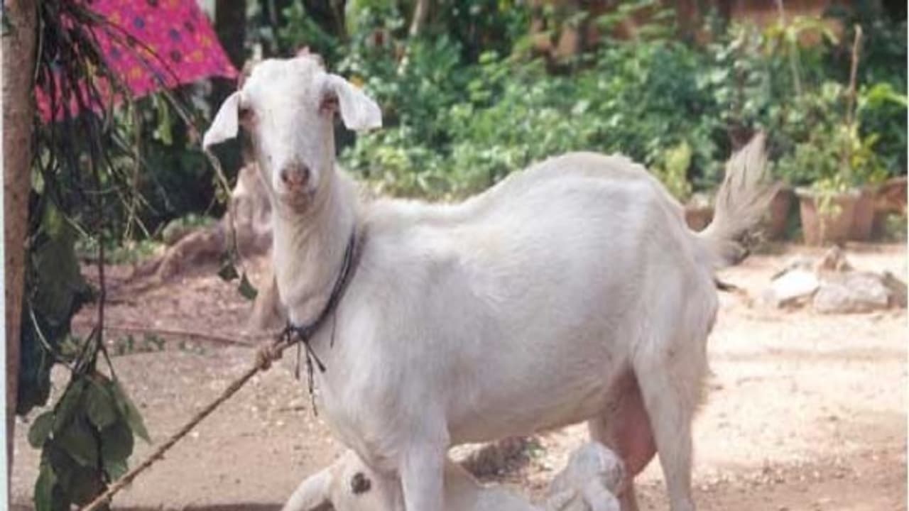 வளர்ப்பு ஆடுகளுக்கு தேவையான விட்டமின் மற்றும் தடுப்பு மருந்துகள் இதோ... வளர்ப்பு ஆடுகளுக்கு தேவையான விட்டமின் மற்றும் தடுப்பு மருந்துகள் இதோ...