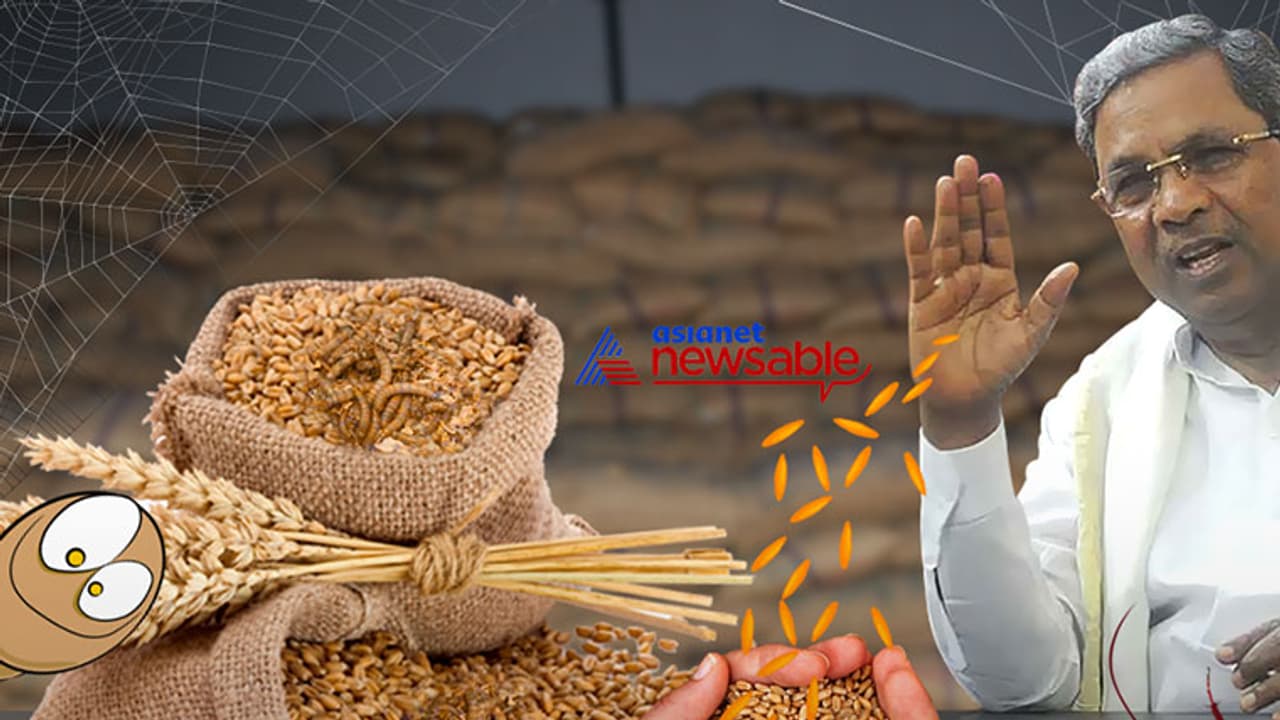Siddu sham: Rodents, cockroaches feast on Anna Bhagya wheat but CM says it is feeding the hungry Siddu sham: Rodents, cockroaches feast on Anna Bhagya wheat but CM says it is feeding the hungry