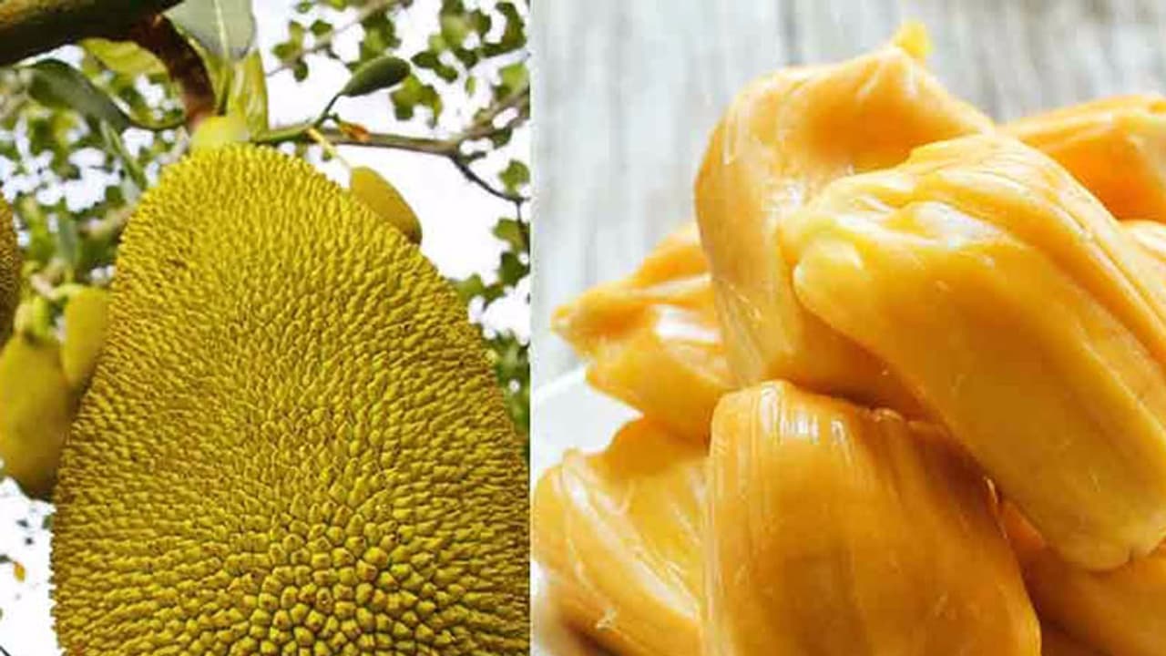 పనసతో మగవారిలో ఆ సమస్యకు పరిష్కారం పనసతో మగవారిలో ఆ సమస్యకు పరిష్కారం