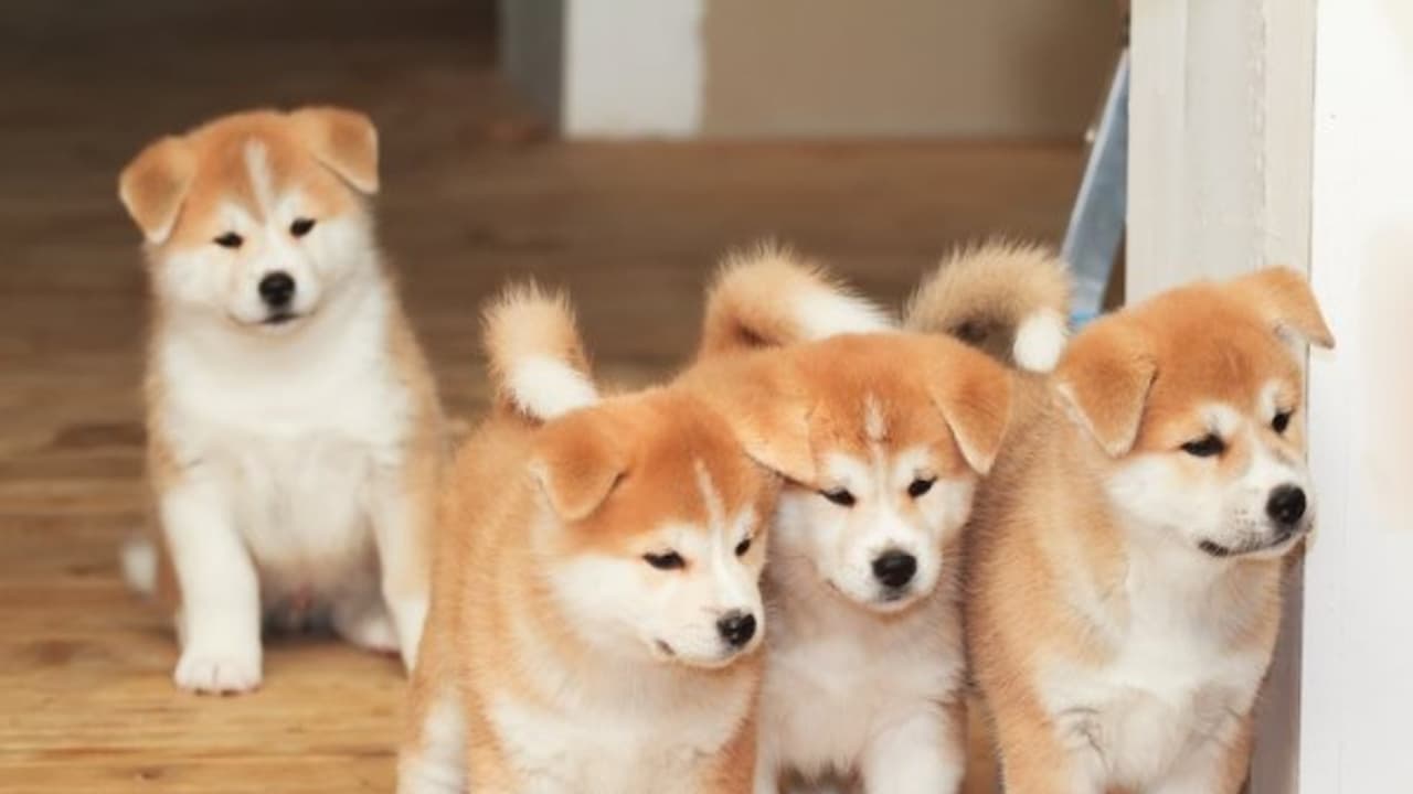 నాకు మొగుడు వద్దు..కుక్క చాలు అని.. నాకు మొగుడు వద్దు..కుక్క చాలు అని..