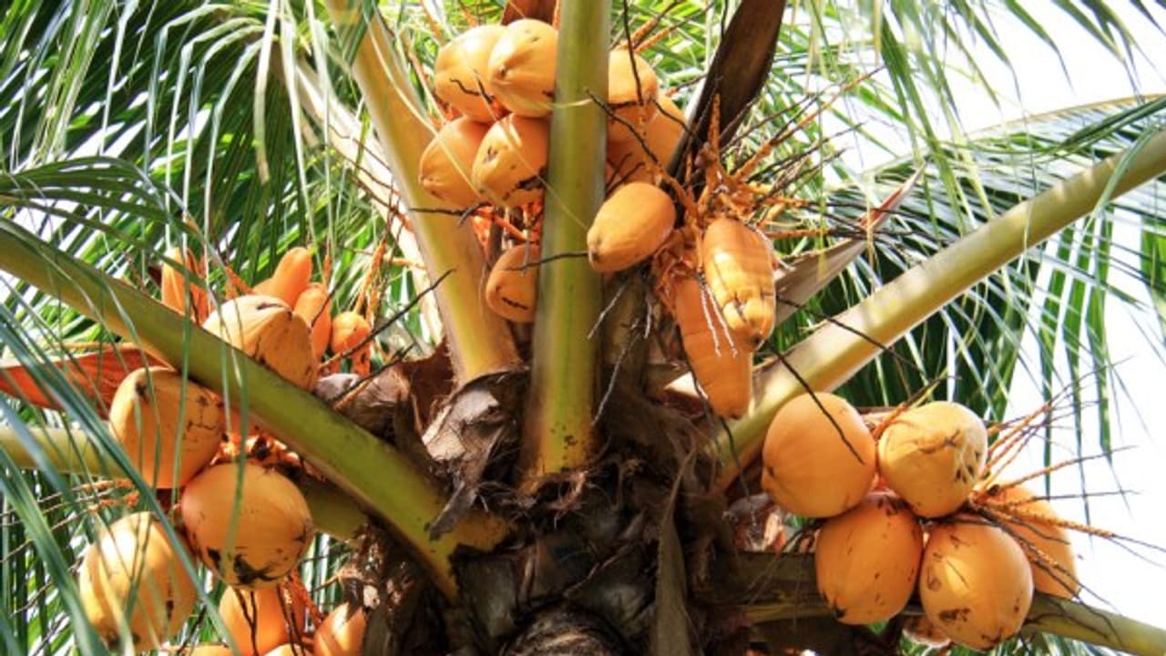 மக்கிய உரத்தால் எவ்வளவு பயன்பாடுகள் உள்ளது? இதை வாசிங்க தெரியும்... மக்கிய உரத்தால் எவ்வளவு பயன்பாடுகள் உள்ளது? இதை வாசிங்க தெரியும்...