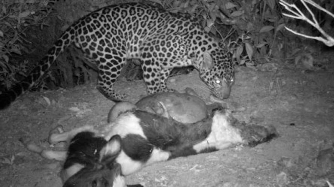 இரவு நேரங்களில் குடியிருப்புப் பகுதிகளில் உல்லாசமாய் சுற்றித் திரியும் சிறுத்தைப் புலிகள்; தெறித்தோடும் மக்கள்… இரவு நேரங்களில் குடியிருப்புப் பகுதிகளில் உல்லாசமாய் சுற்றித் திரியும் சிறுத்தைப் புலிகள்; தெறித்தோடும் மக்கள்…