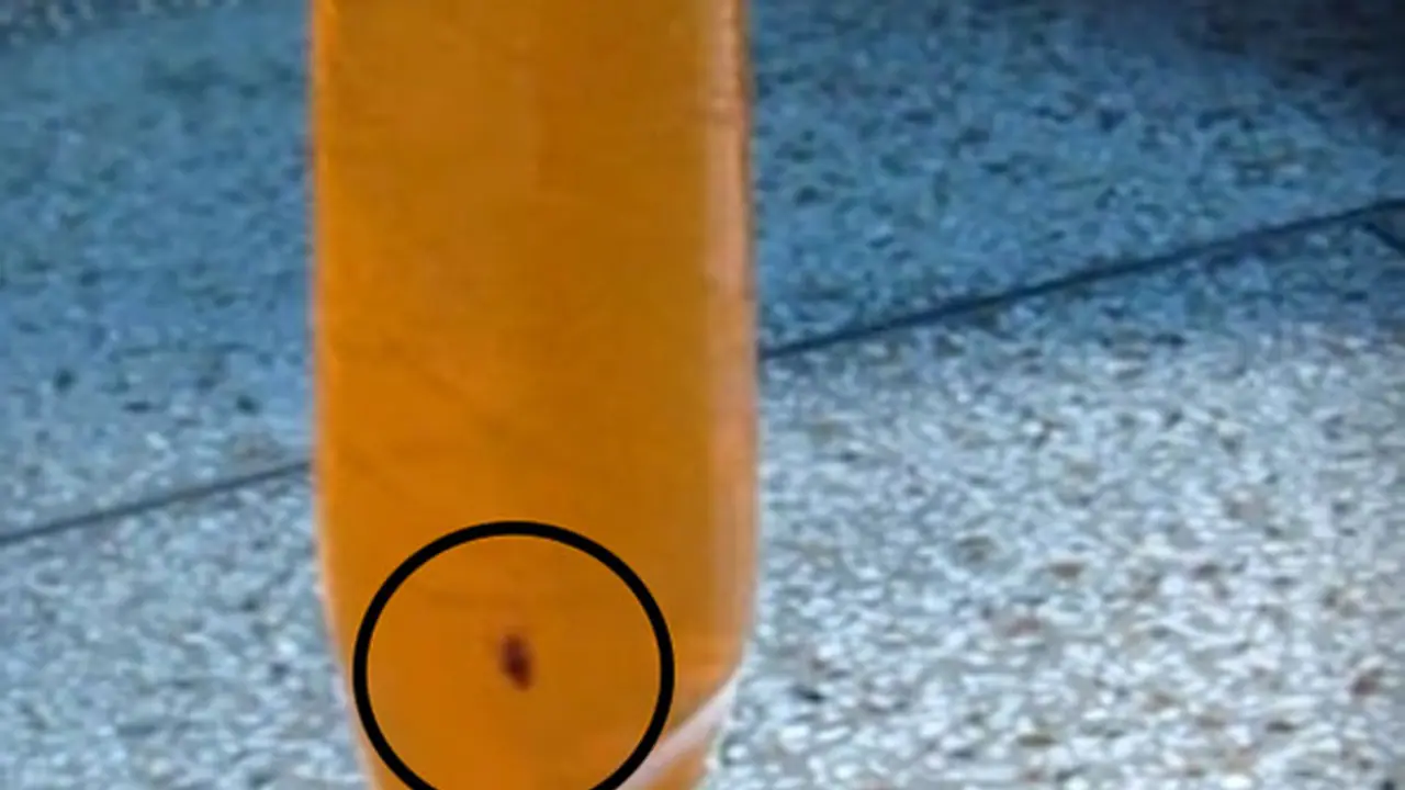 Pepsico India fined after Chennai man finds insects floating in his Mirinda Pepsico India fined after Chennai man finds insects floating in his Mirinda