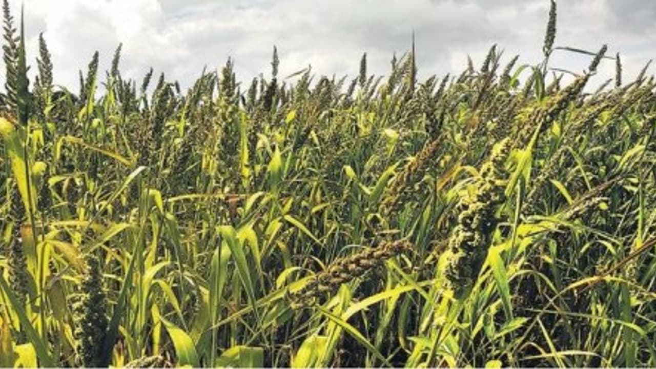 ஒரு எக்டருக்கு 500 700 கிலோ தானியம் தரும் குதிரைவாலி சாகுபடி முறை…, ஒரு எக்டருக்கு 500 700 கிலோ தானியம் தரும் குதிரைவாலி சாகுபடி முறை…,