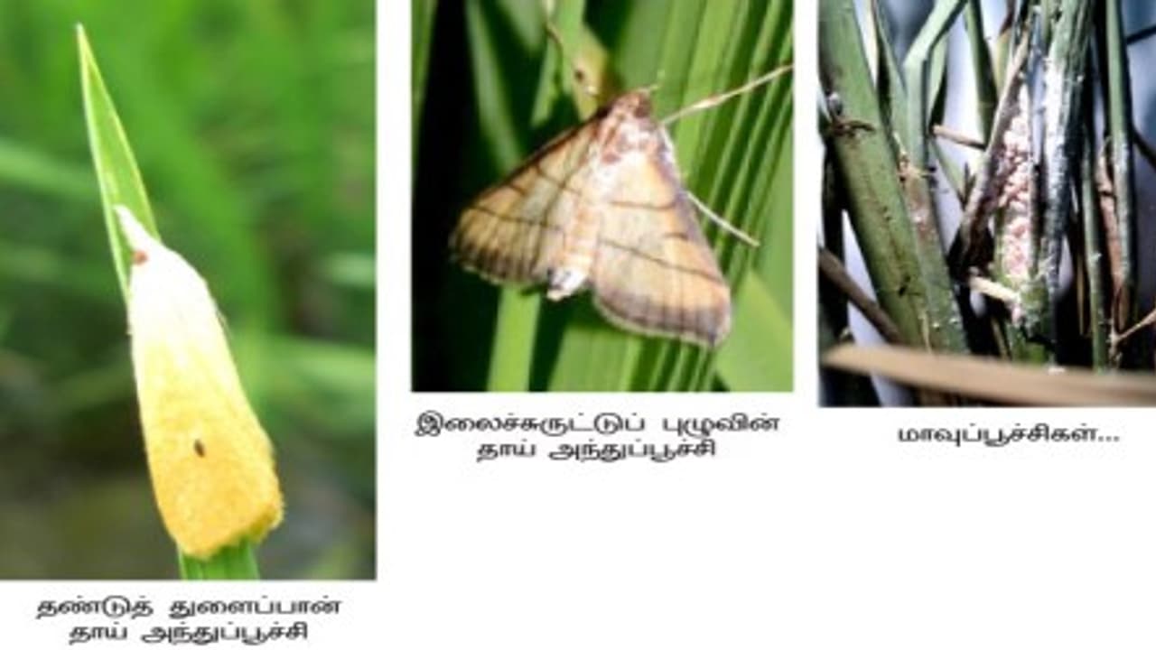 பயிர்களில் பூச்சி, நோய் கண்காணிப்பு மற்றும் கட்டுப்பாட்டு முறைகள் ஒரு அலசல்… பயிர்களில் பூச்சி, நோய் கண்காணிப்பு மற்றும் கட்டுப்பாட்டு முறைகள் ஒரு அலசல்…