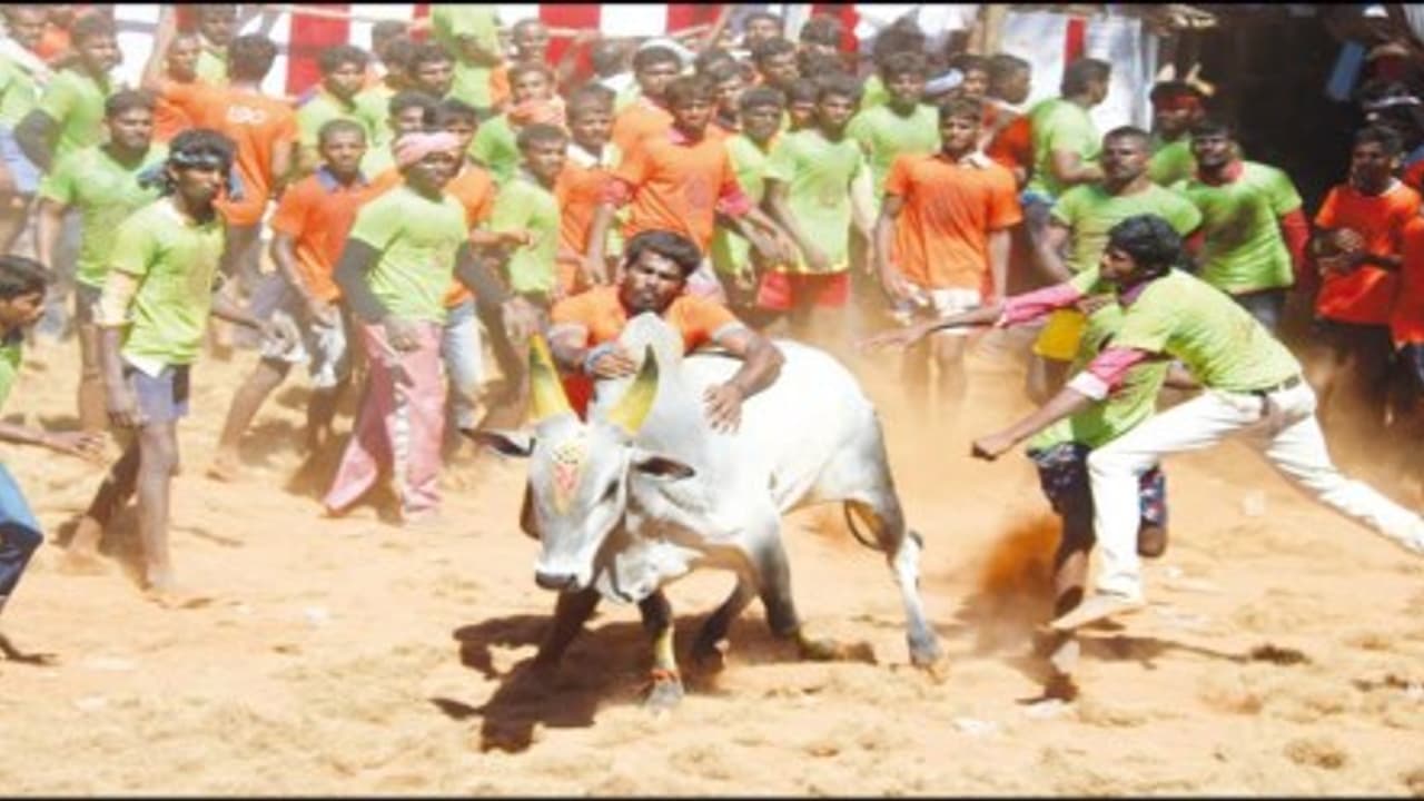 சல்லிக்கட்டுக் காளைகள் முட்டியதில் மாடுபிடி வீரர்கள் 17 பேர் காயம்; 4 பேருக்கு மேல்சிகிச்சை… சல்லிக்கட்டுக் காளைகள் முட்டியதில் மாடுபிடி வீரர்கள் 17 பேர் காயம்; 4 பேருக்கு மேல்சிகிச்சை…