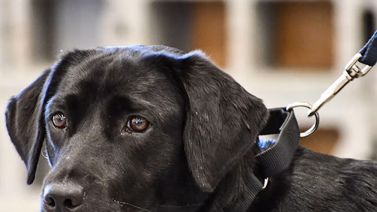 Sniffer dogs exhausted by prolonged duty during election season: SPG lays down strict rules