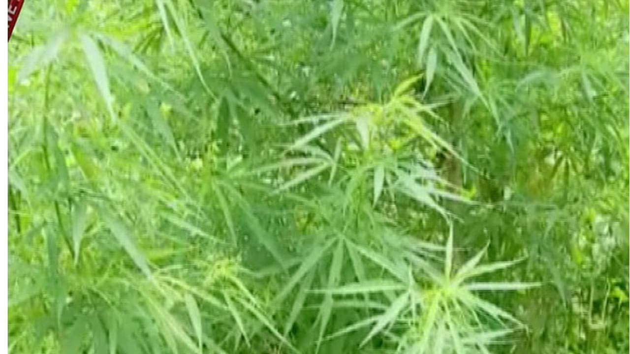 കൊച്ചിയില്‍ കഞ്ചാവ്‌ വേട്ട; പത്ത് കിലോ മൈസൂര്‍ 'മാംഗോ' പിടിച്ചു