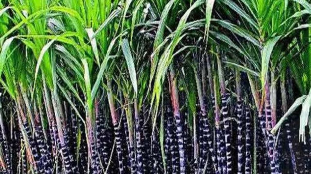 கரும்புத் தோகையை உரமாக்கி, மகசூலை இப்படிதான் அதிகரிக்கணும்... கரும்புத் தோகையை உரமாக்கி, மகசூலை இப்படிதான் அதிகரிக்கணும்...