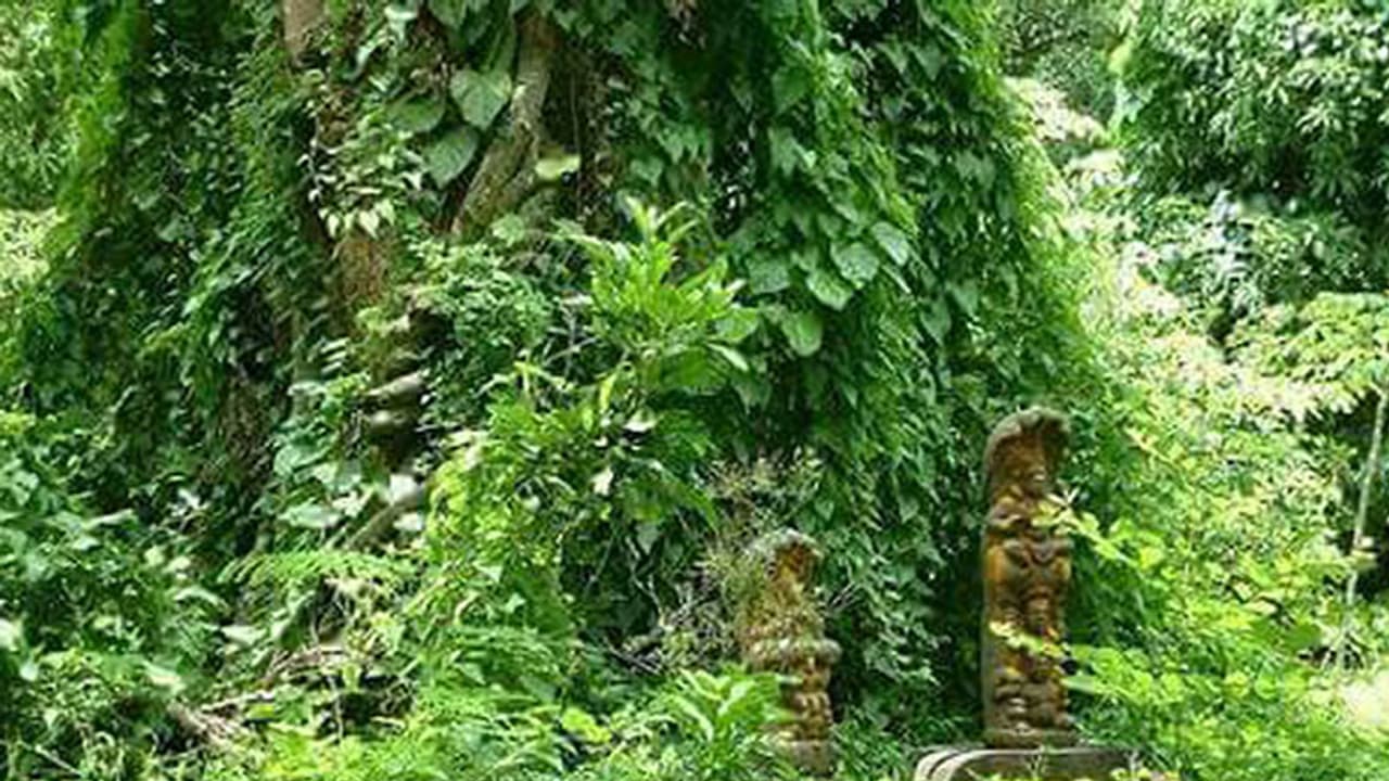 ഉടമസ്ഥ തര്ക്കം; ആലപ്പുഴയിലെ കാവുകള് നാശത്തിലേക്ക് ഉടമസ്ഥ തര്ക്കം; ആലപ്പുഴയിലെ കാവുകള് നാശത്തിലേക്ക്