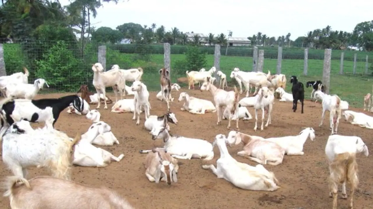 ஒருங்கிணைந்த பண்ணையில் ஆடு வளர்ப்பது கூடுதல் லாபம் தரும். எப்படி?