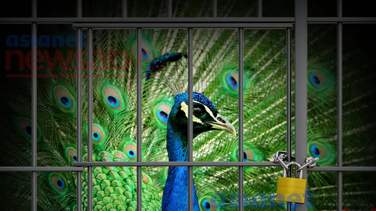 National Bird Caged For Religious Purpose, CID Forest Cell Returns Empty Hand From The Raid