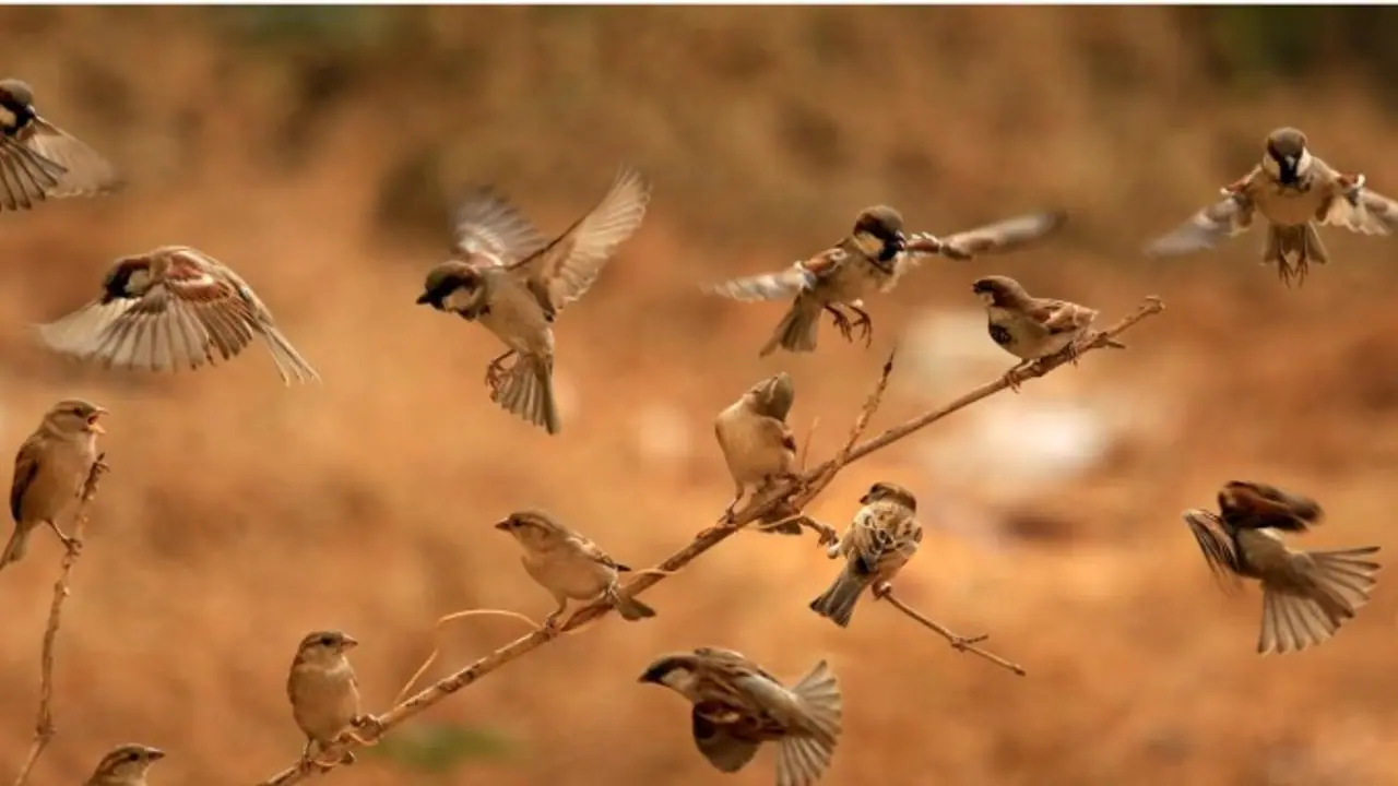 சிட்டாக பறக்கும் சிட்டுக்குருவிகள் எங்கே போனது…?? ஓர் அதிர்ச்சி ரிப்போர்ட்..!!