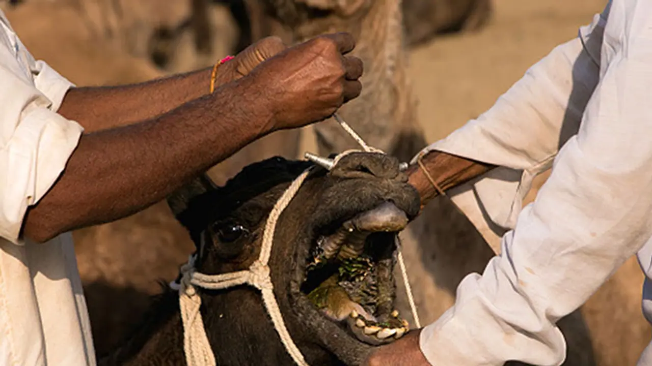 13 camels being smuggled to slaughterhouse rescued in Bidar 13 camels being smuggled to slaughterhouse rescued in Bidar