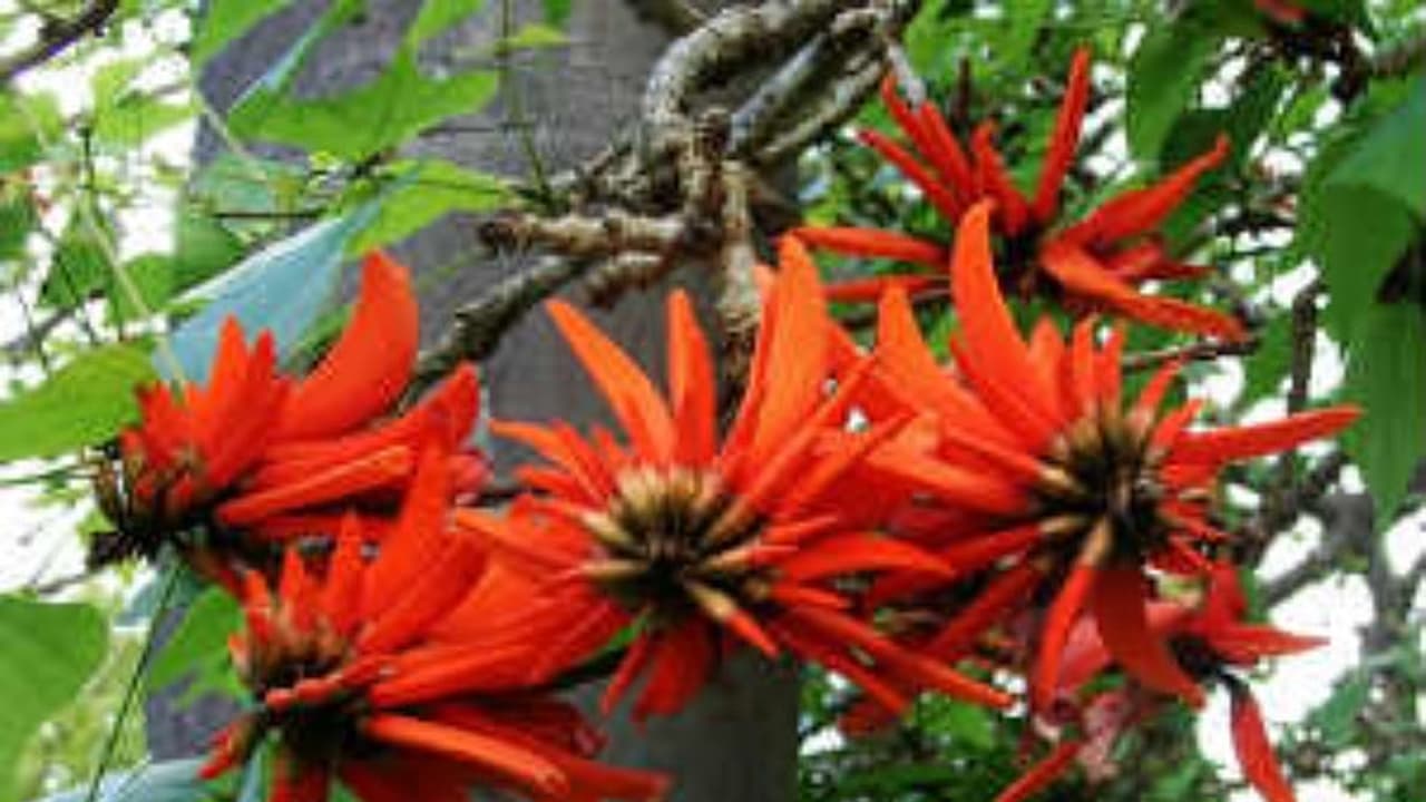 கல்யாணமுருங்கையை இப்படி சாப்பிட்டால் ஆஸ்துமா பூரண குணமாகும்... கல்யாணமுருங்கையை இப்படி சாப்பிட்டால் ஆஸ்துமா பூரண குணமாகும்...