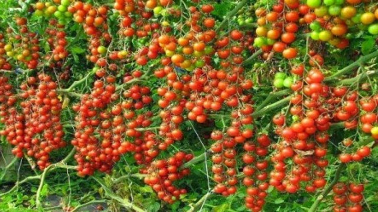 தக்காளியில் அதிக மகசூல் பெறுவது எப்படி? இதை வாசிங்க… தக்காளியில் அதிக மகசூல் பெறுவது எப்படி? இதை வாசிங்க…