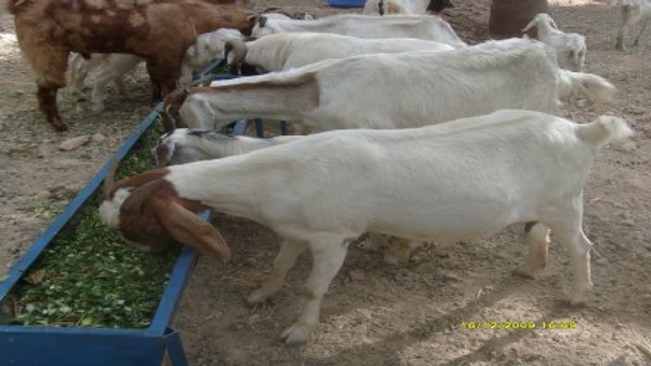 வெள்ளாடுகளுக்கு தீவனமாக தரக்கூடிய மொச்சையினப் பயிர்கள் இவைதான்… வெள்ளாடுகளுக்கு தீவனமாக தரக்கூடிய மொச்சையினப் பயிர்கள் இவைதான்…