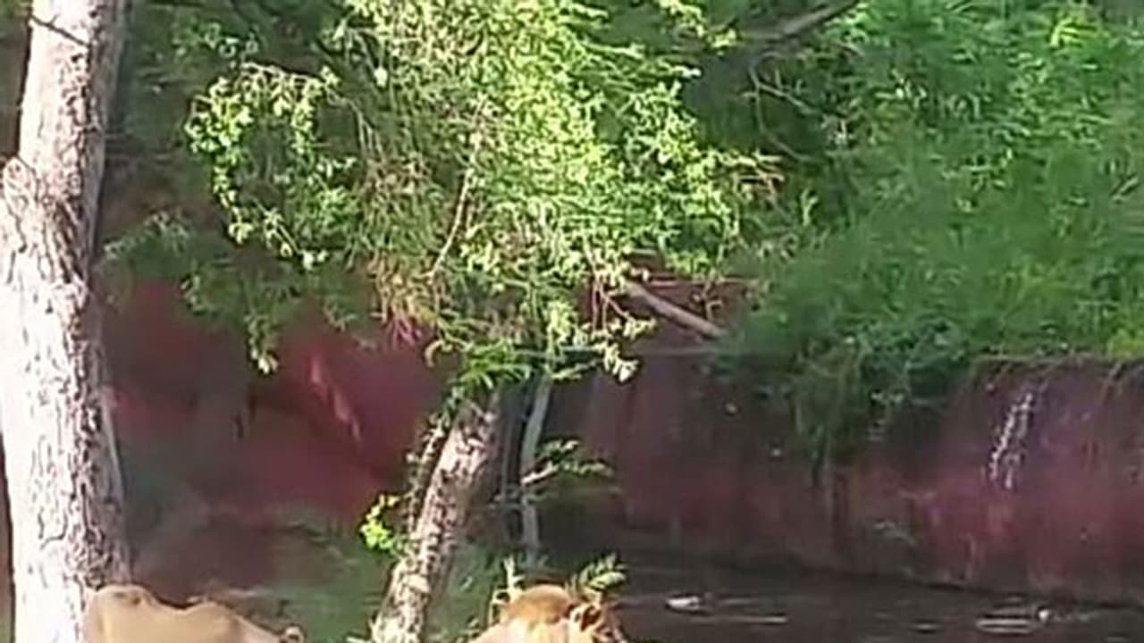 മദ്യലഹരിയില് മൃഗശാലയിലെത്തിയ യുവാവ് സിംഹത്തിന് കൈ കൊടുക്കാന് കൂട്ടിലിറങ്ങി മദ്യലഹരിയില് മൃഗശാലയിലെത്തിയ യുവാവ് സിംഹത്തിന് കൈ കൊടുക്കാന് കൂട്ടിലിറങ്ങി