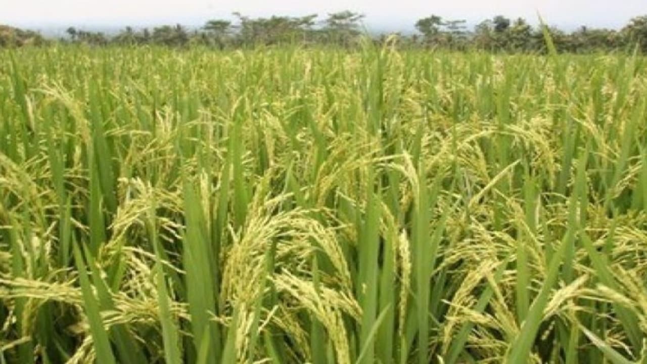 பிபிடி 5,204 ரகத்துக்கு மாற்று ரகம் டிகேஎம் 13; 6 டன் மகசூல் தருமாம்… பிபிடி 5,204 ரகத்துக்கு மாற்று ரகம் டிகேஎம் 13; 6 டன் மகசூல் தருமாம்…