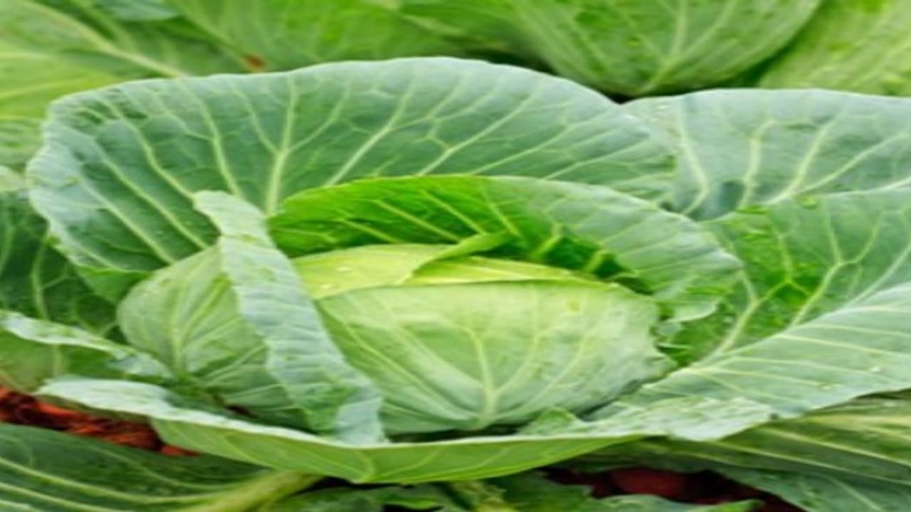 உங்களுக்குத் தெரியுமா? புற்றுநோயை உண்டாக்கும் செல்கள் வளர்வதை முட்டைகோஸ் தடுக்கும்… உங்களுக்குத் தெரியுமா? புற்றுநோயை உண்டாக்கும் செல்கள் வளர்வதை முட்டைகோஸ் தடுக்கும்…