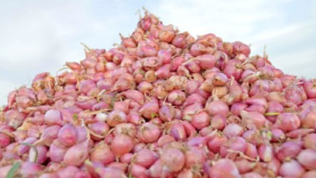 பெரிய வெங்காய விதை உற்பத்தியில் நாற்றங்காலை தேர்வு செய்வது மற்றும் பராமரிப்பு முறைகள்… பெரிய வெங்காய விதை உற்பத்தியில் நாற்றங்காலை தேர்வு செய்வது மற்றும் பராமரிப்பு முறைகள்…