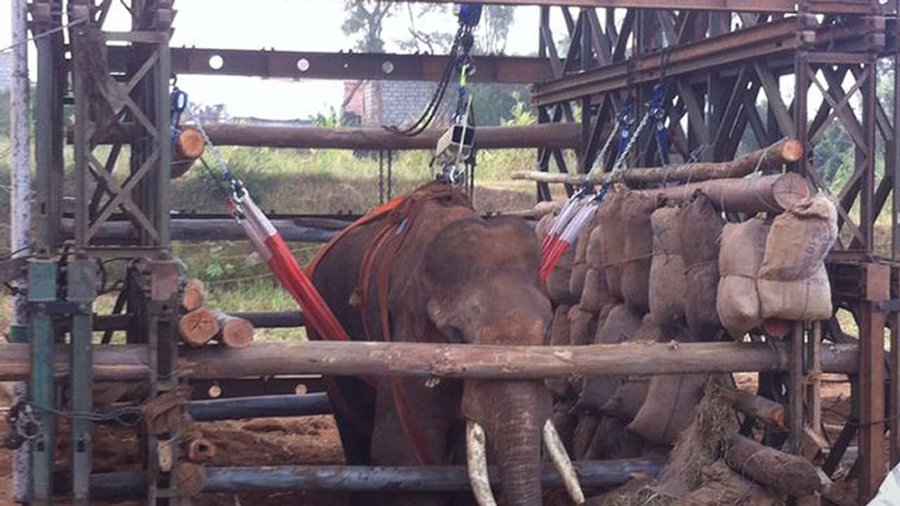 Siddha, the elephant, is ‘coming back to life’ Siddha, the elephant, is ‘coming back to life’