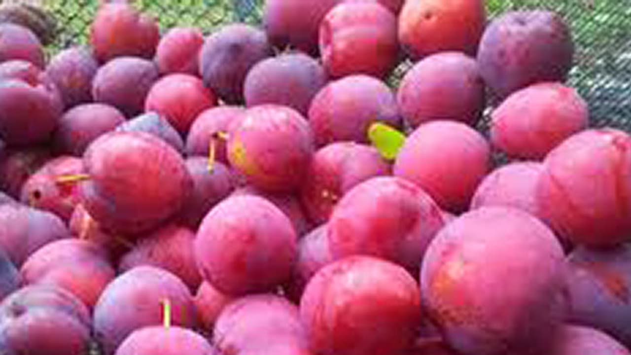 നിപ ചതിച്ചു, കഴിഞ്ഞ വര്ഷം 100ല് നിന്ന പ്ലമ്മിന് ഇന്ന് വില പത്തിലും താഴെ നിപ ചതിച്ചു, കഴിഞ്ഞ വര്ഷം 100ല് നിന്ന പ്ലമ്മിന് ഇന്ന് വില പത്തിലും താഴെ