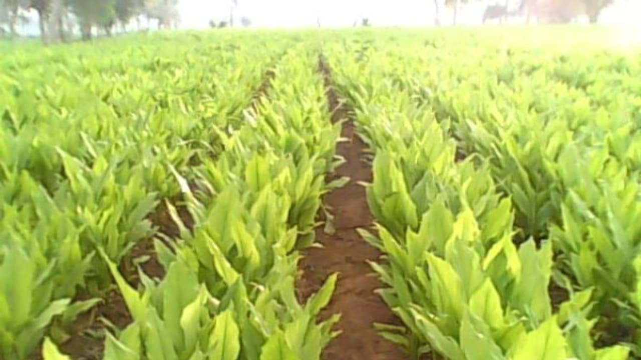 மஞ்சளில் நுண்ணூட்டச் சத்து குறைபாட்டை நிவர்த்தி செய்யும் வழிமுறைகள்... மஞ்சளில் நுண்ணூட்டச் சத்து குறைபாட்டை நிவர்த்தி செய்யும் வழிமுறைகள்...